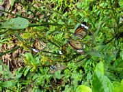 Thumbnail of pic_Teresa_Tse_008.jpg