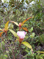 Thumbnail of pic_TK_Fu_007.jpg