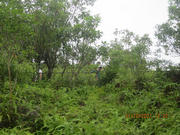 Thumbnail of pic_Derek_Wong_127.JPG