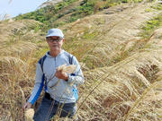 Thumbnail of pic_Sam_Ho_073.jpg