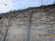 Thumbnail of pic_Derek_Wong_021.JPG