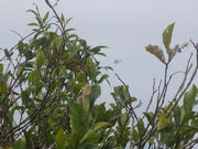 Thumbnail of pic_Derek_Wong_144.JPG