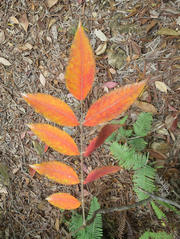 Thumbnail of pic_Derek_Wong_195.JPG