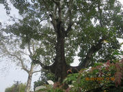 Thumbnail of pic_Derek_Wong_179.JPG