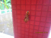 Thumbnail of pic_Derek_Wong_039.JPG