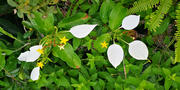Thumbnail of pic_Cindy_Tse_017.jpg