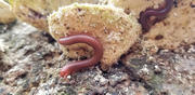 Thumbnail of pic_CW_Ho_008.jpg