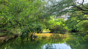 Thumbnail of pic_KL_Sin_020.jpg