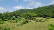 Thumbnail of pic_KL_Sin_042.jpg
