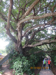 Thumbnail of pic_Derek_Wong_166.JPG
