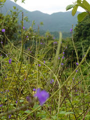 Thumbnail of pic_SW_Kwan_004.jpg
