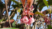 Thumbnail of pic_TK_Fu_004.jpg
