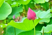 Thumbnail of pic_Shing_Lee_114.jpg