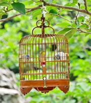 Thumbnail of pic_Shing_Lee_115.jpg