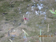 Thumbnail of pic_Derek_Wong_076.JPG