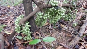 Thumbnail of pic_CW_Ho_061.jpg