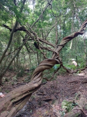 Thumbnail of pic_KK_Lau_055.jpg