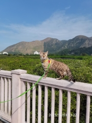 Thumbnail of pic_Zehua_Huang_049.jpg