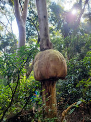 Thumbnail of pic_WaiG_010.jpg