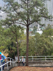 Thumbnail of pic_TB_Tung_015.jpg