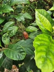 Thumbnail of pic_CW_Ho_028.jpg