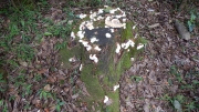 Thumbnail of pic_CW_Ho_082.jpg