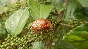 Thumbnail of pic_CW_Ho_088.jpg