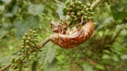 Thumbnail of pic_CW_Ho_089.jpg