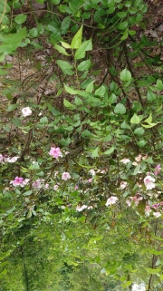 Thumbnail of pic_KC_Chan_015.jpg