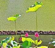 Thumbnail of pic_Lee_Shing_066.jpg