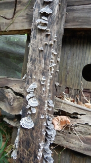 Thumbnail of pic_CW_Ho_035.JPG