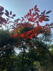 Thumbnail of pic_TB_Tung_014.jpg