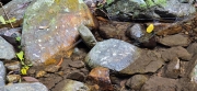 Thumbnail of pic_CW_Ho_099.jpg