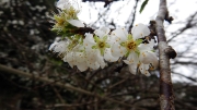 Thumbnail of pic_CW_Ho_145.JPG