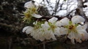 Thumbnail of pic_CW_Ho_146.JPG