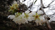 Thumbnail of pic_CW_Ho_147.JPG