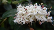 Thumbnail of pic_CW_Ho_150.JPG