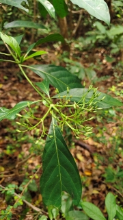 Thumbnail of pic_Derek_Wong_072.jpg