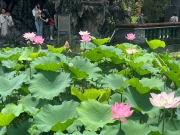Thumbnail of pic_David_Chan_004.jpg