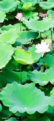 Thumbnail of pic_Mingle_Tam_010.jpg