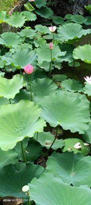 Thumbnail of pic_Mingle_Tam_012.jpg