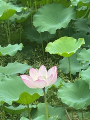 Thumbnail of pic_TB_Tung_013.jpg