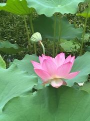 Thumbnail of pic_TB_Tung_017.jpg
