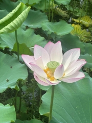 Thumbnail of pic_TB_Tung_024.jpg