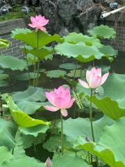 Thumbnail of pic_TB_Tung_026.jpg