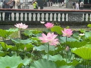 Thumbnail of pic_TB_Tung_027.jpg