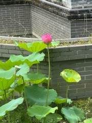Thumbnail of pic_TB_Tung_030.jpg