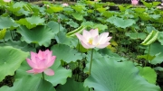 Thumbnail of pic_WaiG_005.jpg