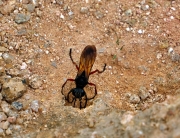 Thumbnail of pic_Shing_Lee_052.JPG