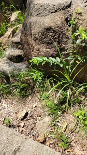 Thumbnail of pic_WaiG_025.jpg